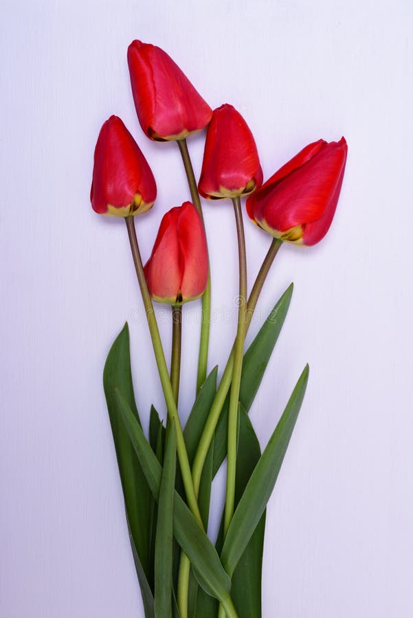 Bouquet of fresh red tulip stock photo. Image of stem - 91224224