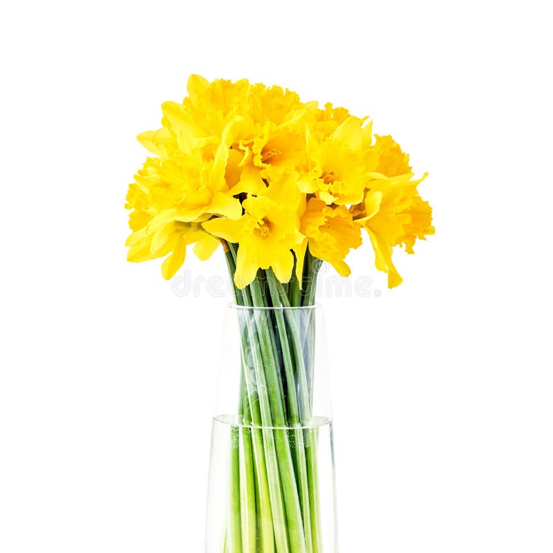 Narcissus in vase isolated stock photo. Image of flora 9899874