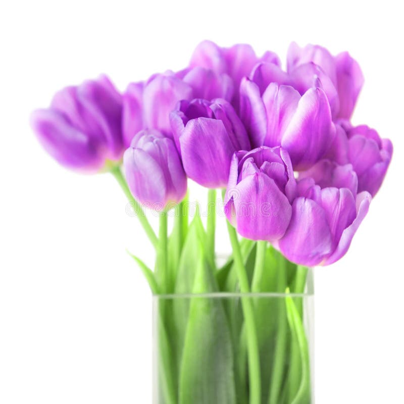 Bouquet of fresh violet tulips on white background