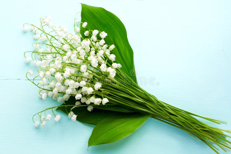 Bouquet of fresh white lilies of the valley in window still