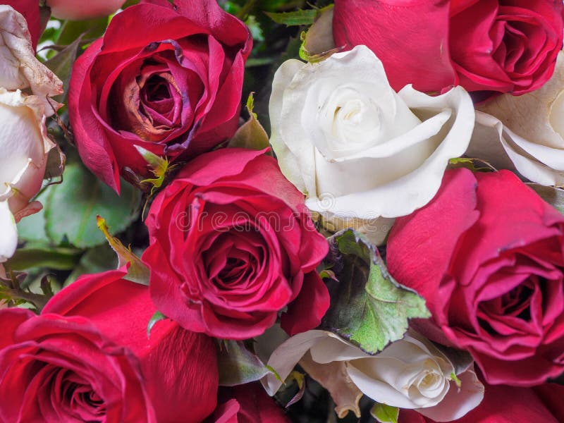White and red roses stock photo. Image of bloom, fresh 117588406