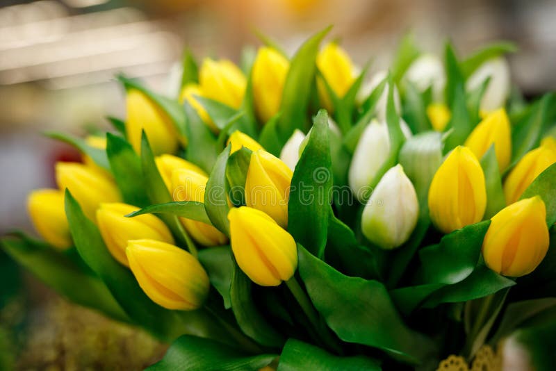 Bouquet of Fresh Yellow Tulips Stock Photo Image of march, beautiful 212104360