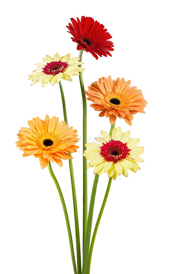 Bouquet of gerber flowers on white background