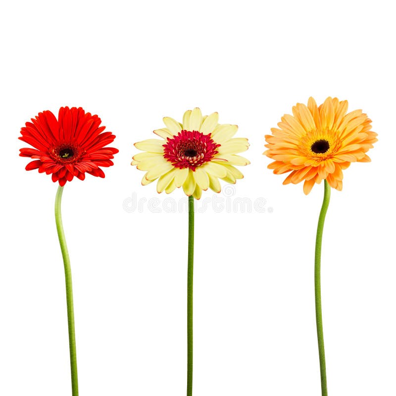 Bouquet of gerber flowers on white background stock image