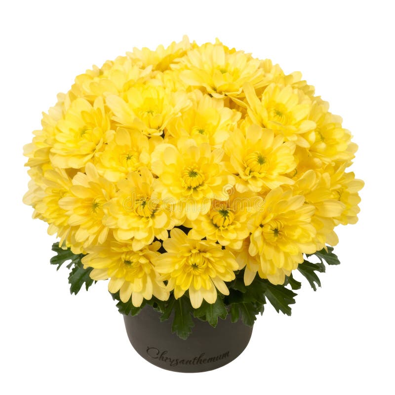 Bouquet giallo crisantemo in pot isolato sul bianco illustrazione vettoriale