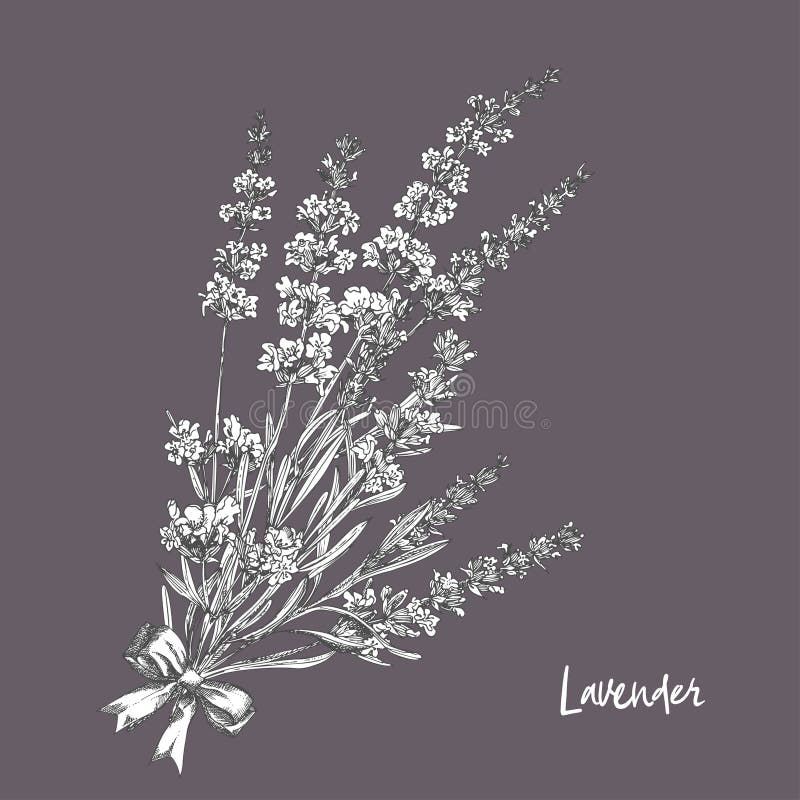 Bouquet of hand drawn sketch of Lavender flower and cute bows isolated on gray background. France provence retro pattern for