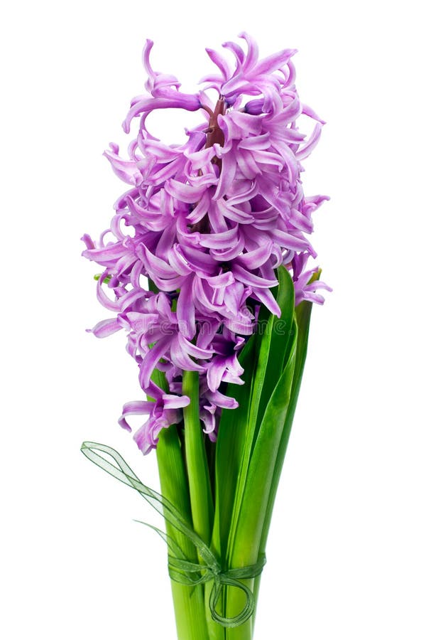 Bouquet from hyacinth isolated on white
