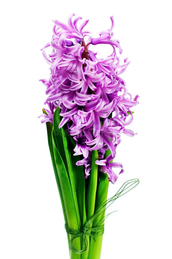 Bouquet from hyacinth isolated on white background. royalty free stock photo Bouquet from hyacinth isolated on white background. royalty free stock photo