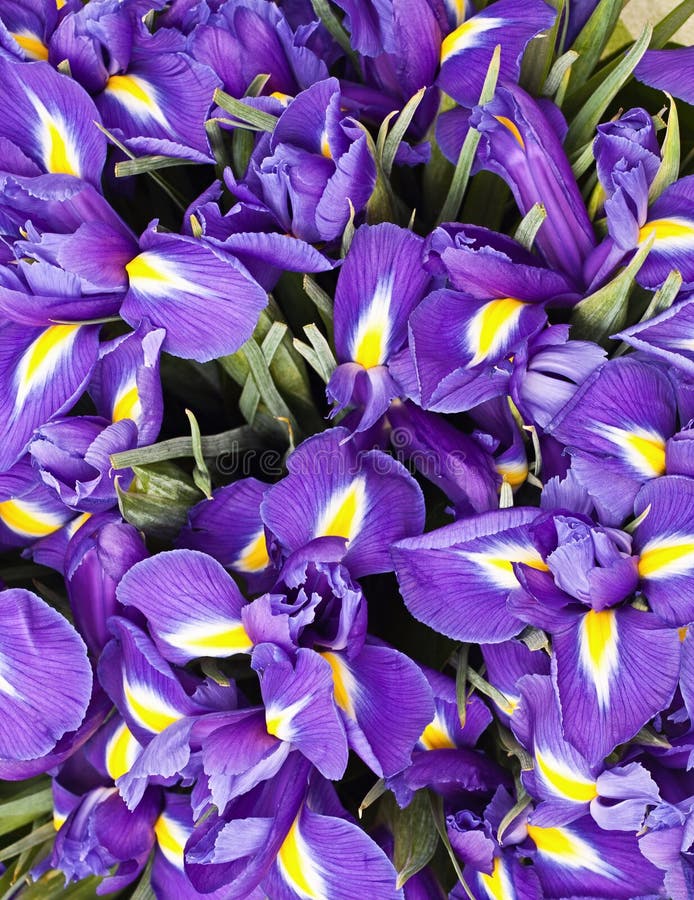 Bouquet of iris stock image. Image of blue, freshness 29714035