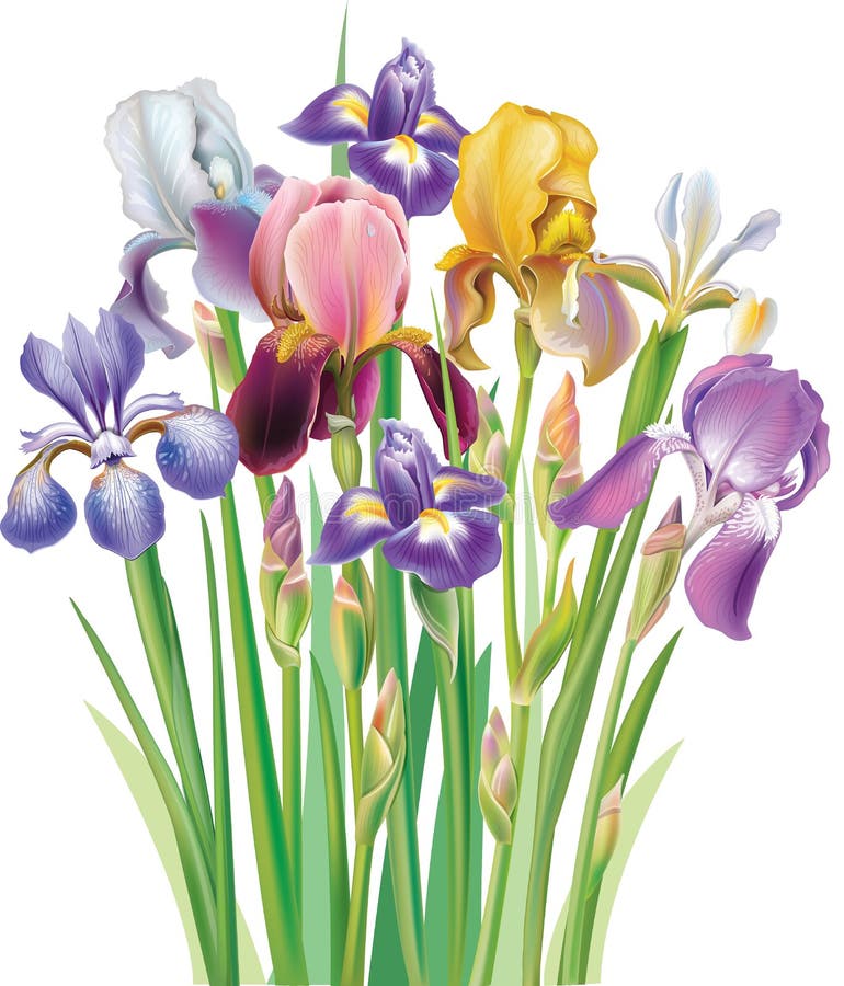 Bouquet of Iris flower stock vector. Illustration of flower 39622420