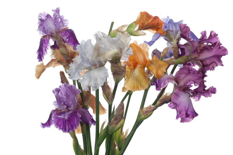 Bouquet of iris flowers stock photo. Image of spots, plant 25002092