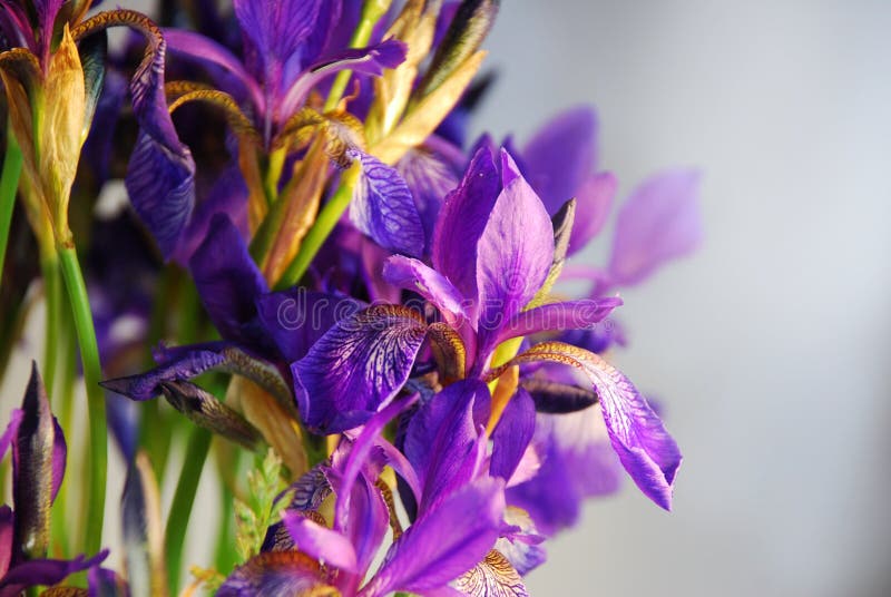 Bouquet of irises stock image. Image of love, botany 53552791