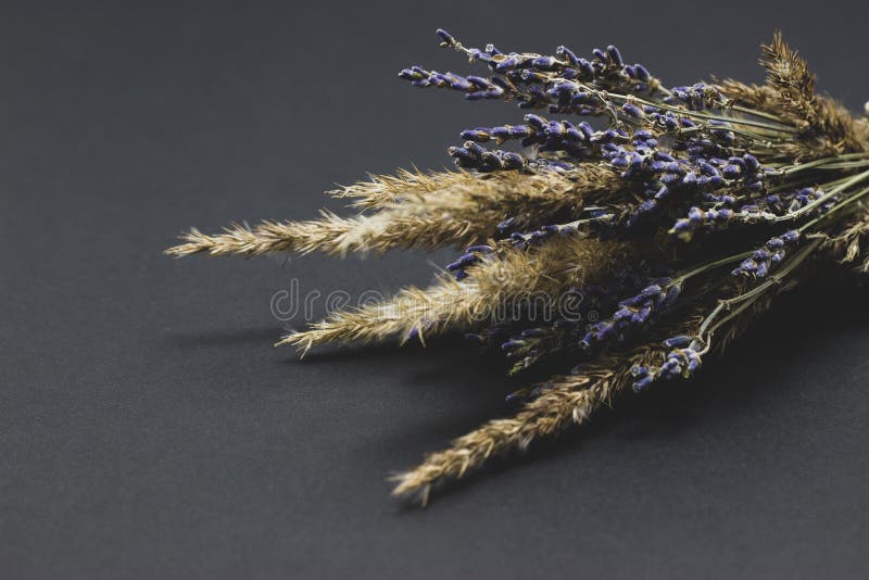Bouquet of lavender and cereals on a dark background royalty free stock image Bouquet of lavender and cereals on a dark background royalty free stock image