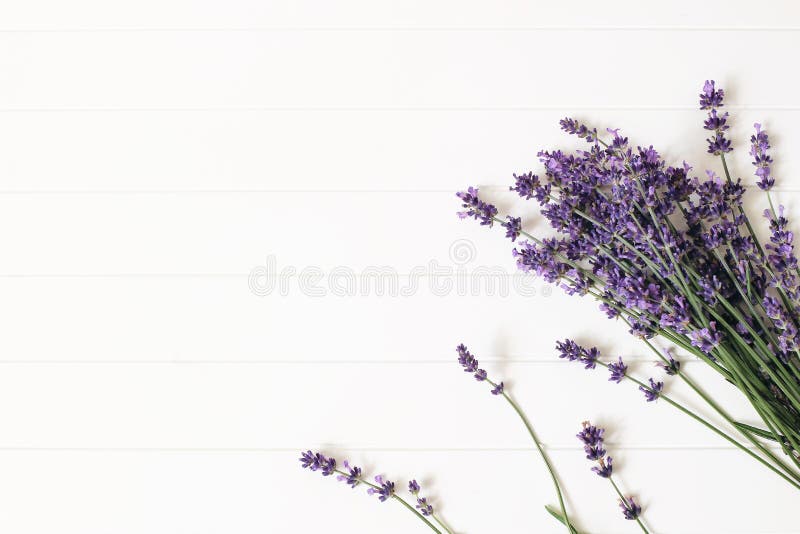 Bouquet of lavender flowers on white wooden table background. Decorative floral frame, web banner with Lavandula stock photography Bouquet of lavender flowers on white wooden table background. Decorative floral frame, web banner with Lavandula stock photography