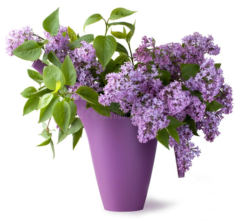 Bouquet of lilac flower royalty free stock image