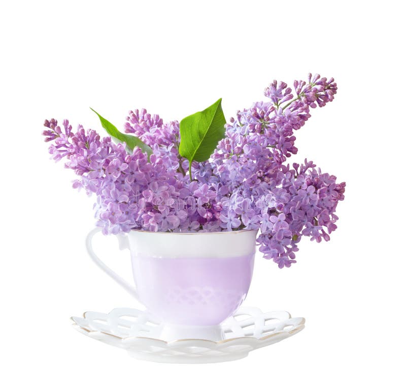 bouquet of lilacs in cup isolated on white background royalty free stock photos bouquet of lilacs in cup isolated on white background royalty free stock photos