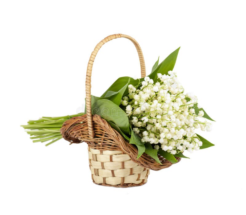 Bouquet of Lilies of the Valley in the Basket Stock Image Image of bell, forest 51579109