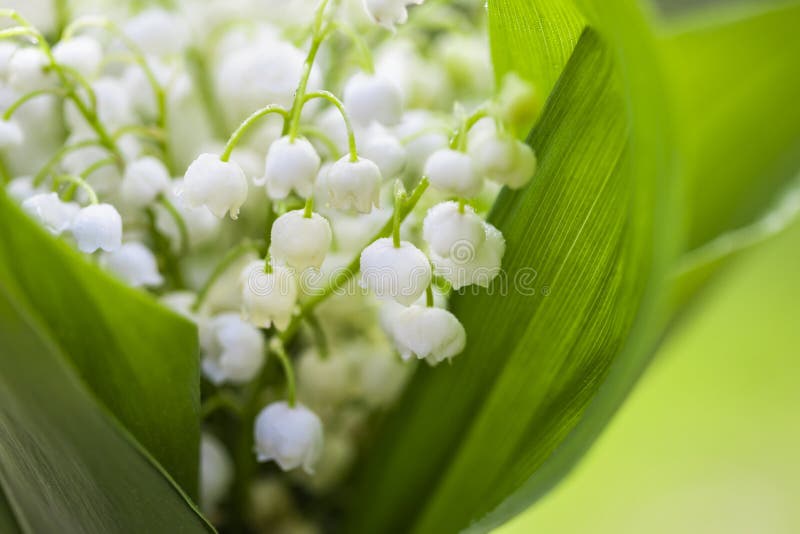 Bouquet of Lilies of the Valley Close-up. Beautiful Spring Flowers ...