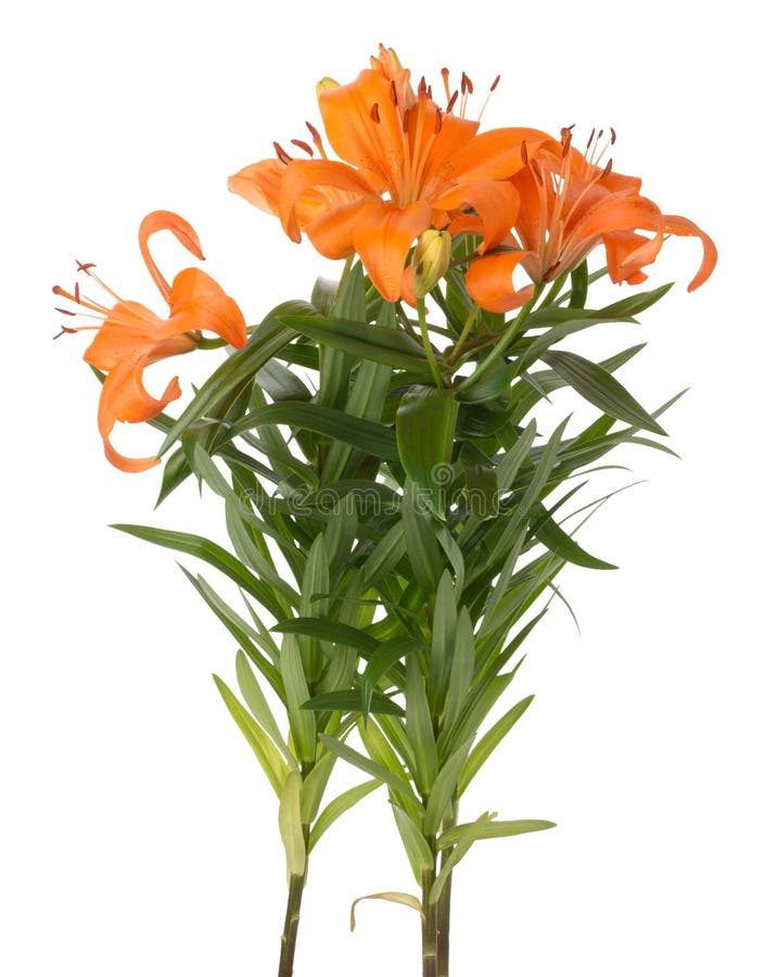 Bouquet of lilies on white background