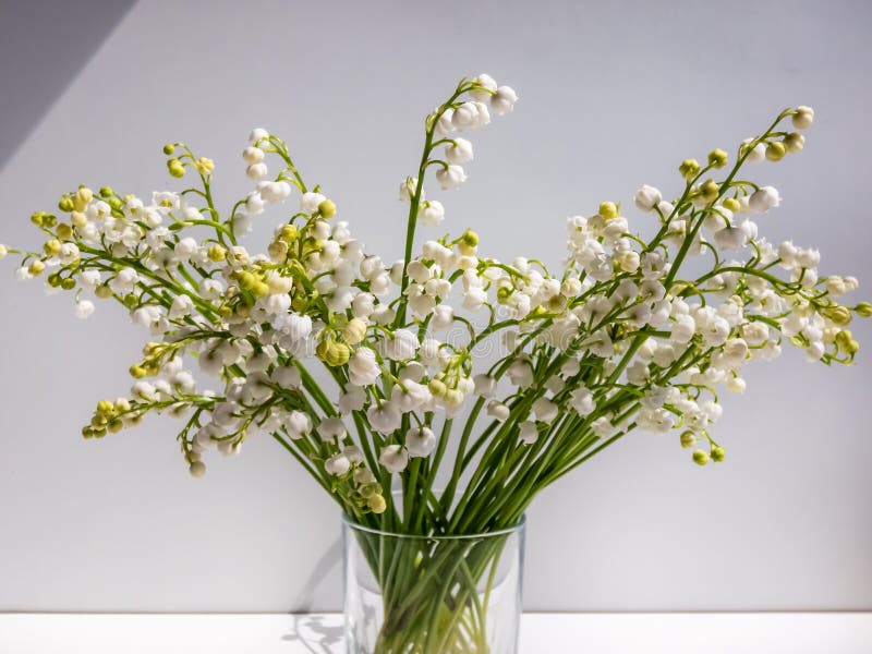 Bouquet of Lily of the Valley in the Glass Isolated on White Background ...