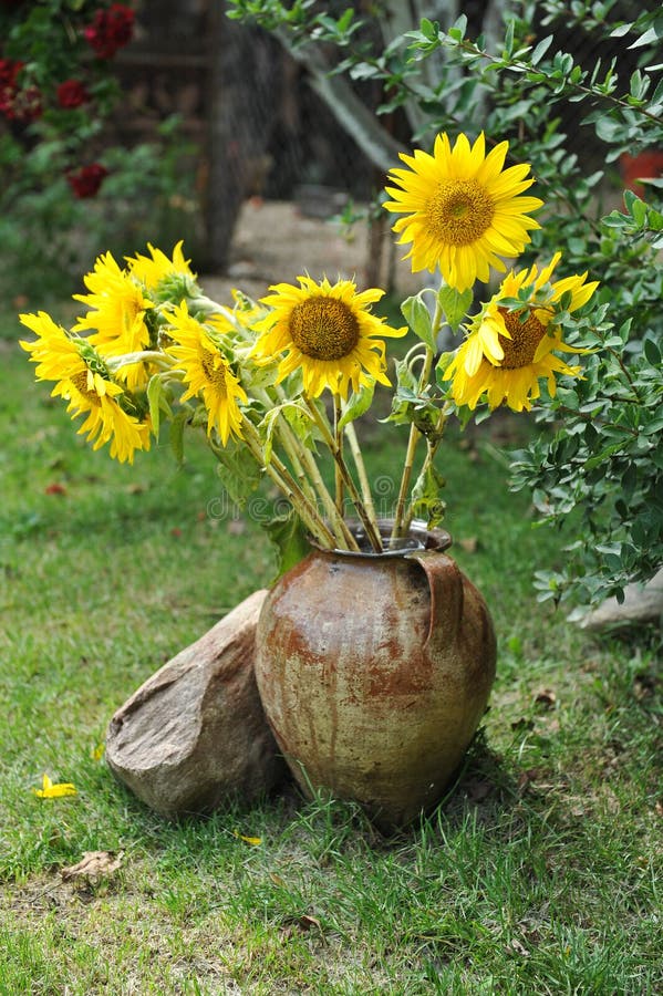 Bouquet magnifique des tournesols vifs dans le pot d'argile antique dehors près d'une roche sur l'herbe verte Pot de fleurs d'arg photographie stock libre de droits Bouquet magnifique des tournesols vifs dans le pot d'argile antique dehors près d'une roche sur l'herbe verte Pot de fleurs d'arg photographie stock libre de droits