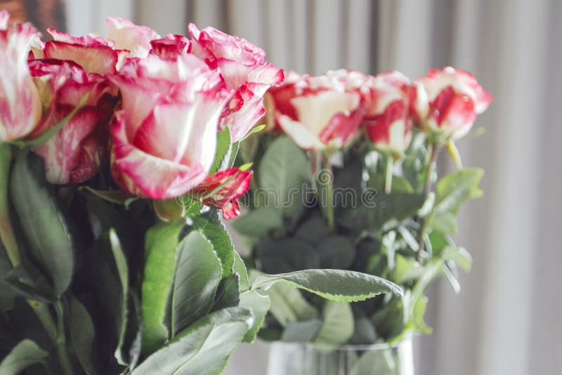Bouquet of Many Roses. Bouquet of Many Roses Stock Image Image of