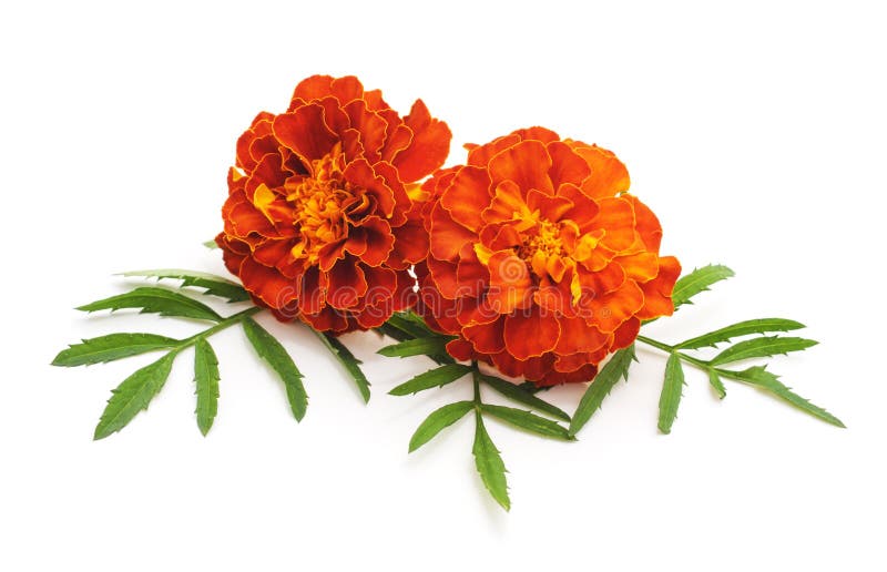 Bouquet of marigolds. stock photo. Image of ornamental 75793658