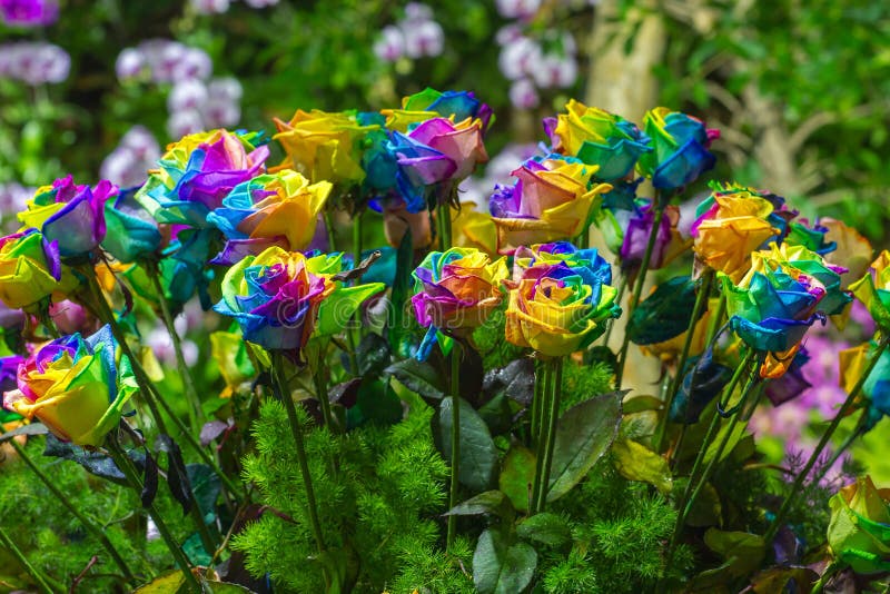 Bouquet of Multi-colored Roses Rainbow Rose Stock Image - Image of ...