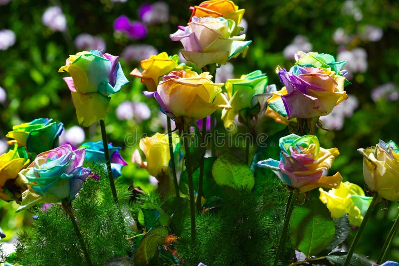 Bouquet of Multi-colored Roses Rainbow Rose Stock Photo - Image of ...