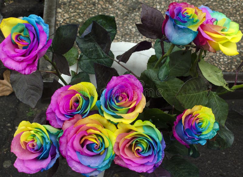 Multicolored Roses stock photo. Image of bright, color - 708424