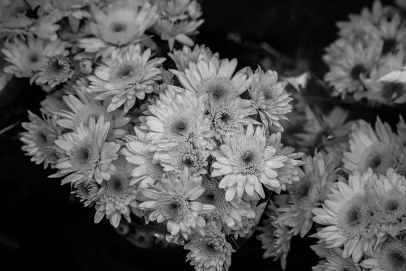 Bouquet Noir Et Blanc Des Fleurs Photo Stock Image Du