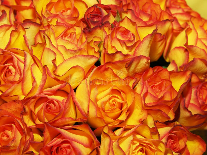 Bouquet Of Orangeyellow Roses Stock Photo Image of birthday, detail