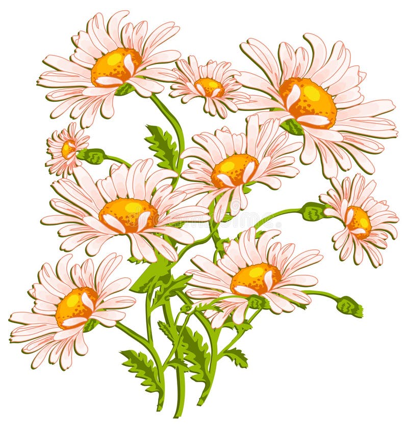 Bouquet of ox-eye daisys on white