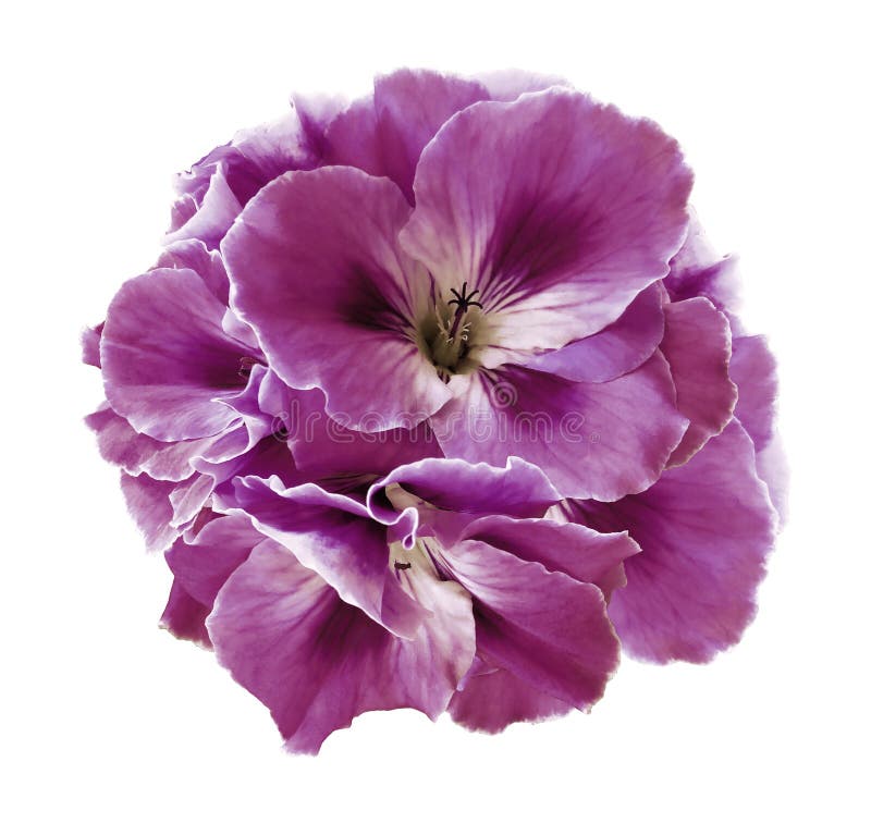 A bouquet of pink begonias on a white isolated background with clipping path. Close-up without shadows.