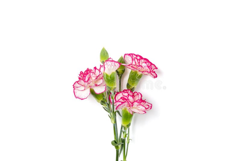 bouquet of pink carnation flower isolated on white background Top view Flat lay Holiday card 8 March, Happy Valentine&x27;s day