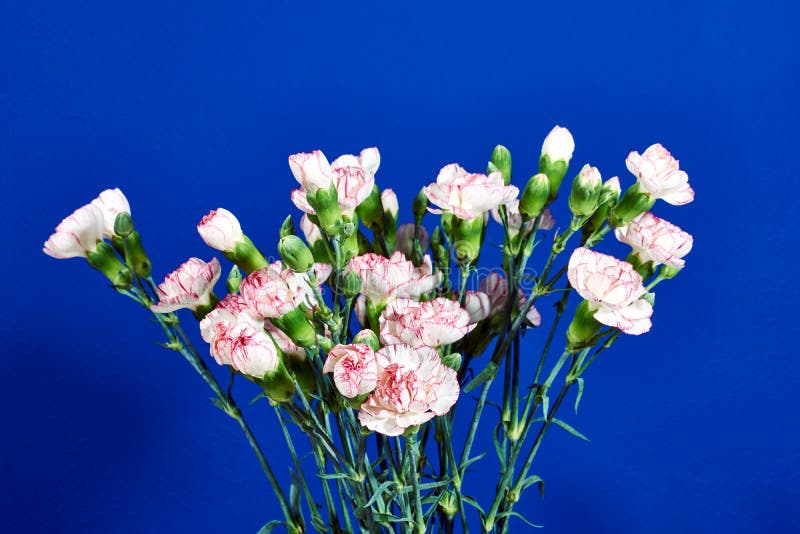 Carnations stock photo. Image of spring, flora, poland 35070110