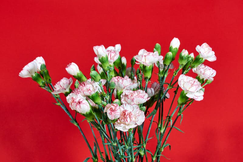 Bouquet of pink carnations stock image. Image of carnations 142241325