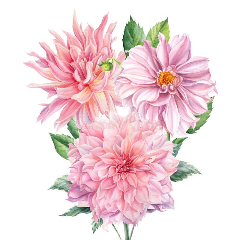 Bouquet of pink dahlia flowers on isolated white background, watercolor botanical painting, flora design