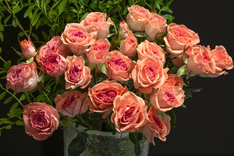Bouquet of pink miniature roses royalty free stock images