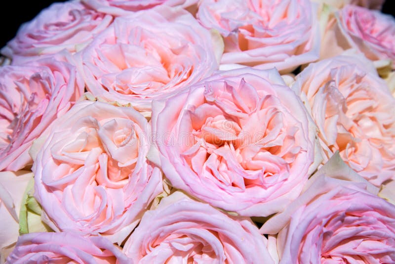 Bouquet of pink orange peach roses on a dark background. Selective focus. Agriculture Floriculture royalty free stock photos Bouquet of pink orange peach roses on a dark background. Selective focus. Agriculture Floriculture royalty free stock photos