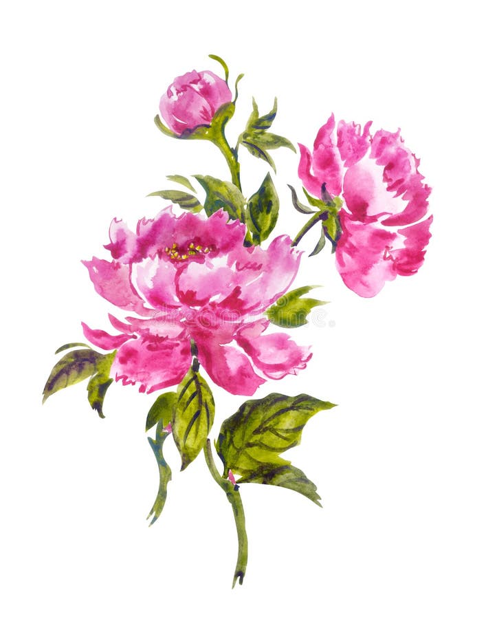 A Bouquet of Pink Peonies in Chinese, Japanese, Korean, Oriental Style ...