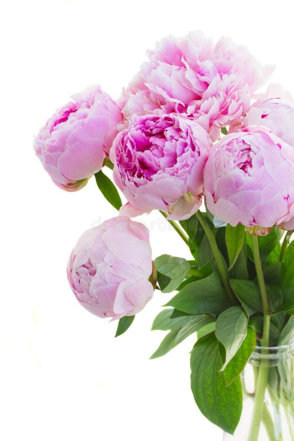 Pink peonies in vase stock photo. Image of cream, huge 24271352