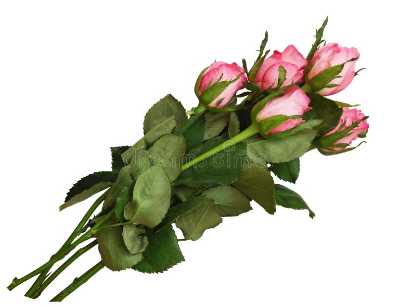 Bouquet of pink rose flowers in a corner isolated on white background stock images