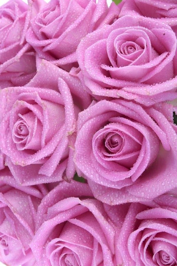 Bouquet of pink roses over white