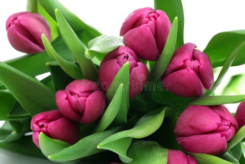 Bouquet of pink tulips stock image. Image of netherlands 18191063