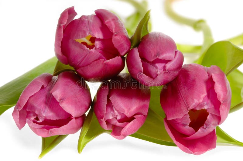 Bouquet of pink tulips