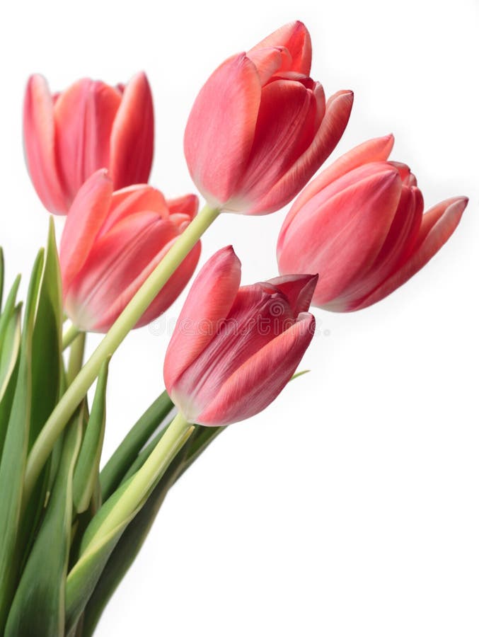 Dried lavender bouquet stock image. Image of smell, aromatic 944965