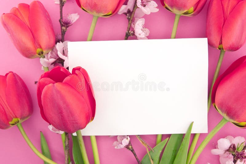 Bouquet of pink tulips and spring flowers on pink background with empty card for greeting message. Mother's Day and spring background concept. Text greeting stock images, royalty-free photos and pictures