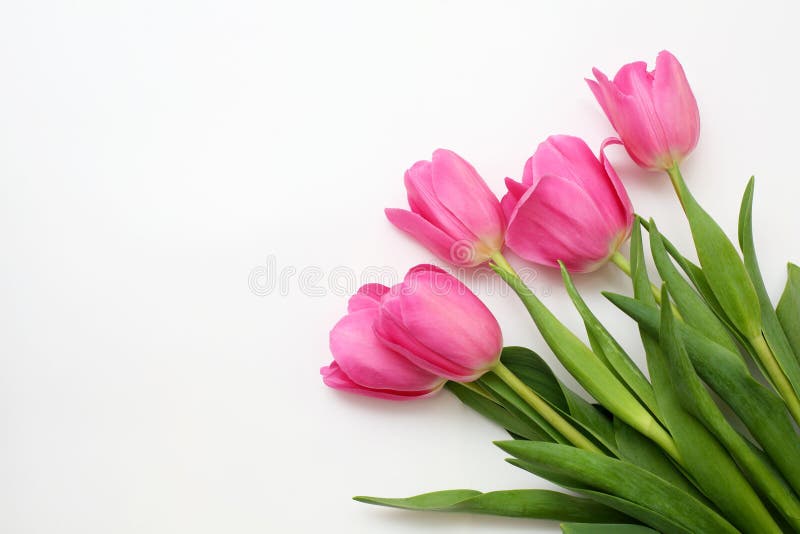 Bouquet of Pink Tulips on a White Background Stock Photo - Image of ...