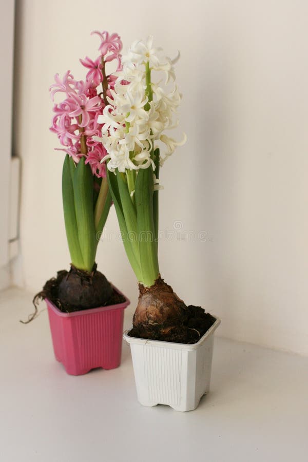Bouquet Of Pink And White Hyacinth. Mock Up With Flowers On Withe And